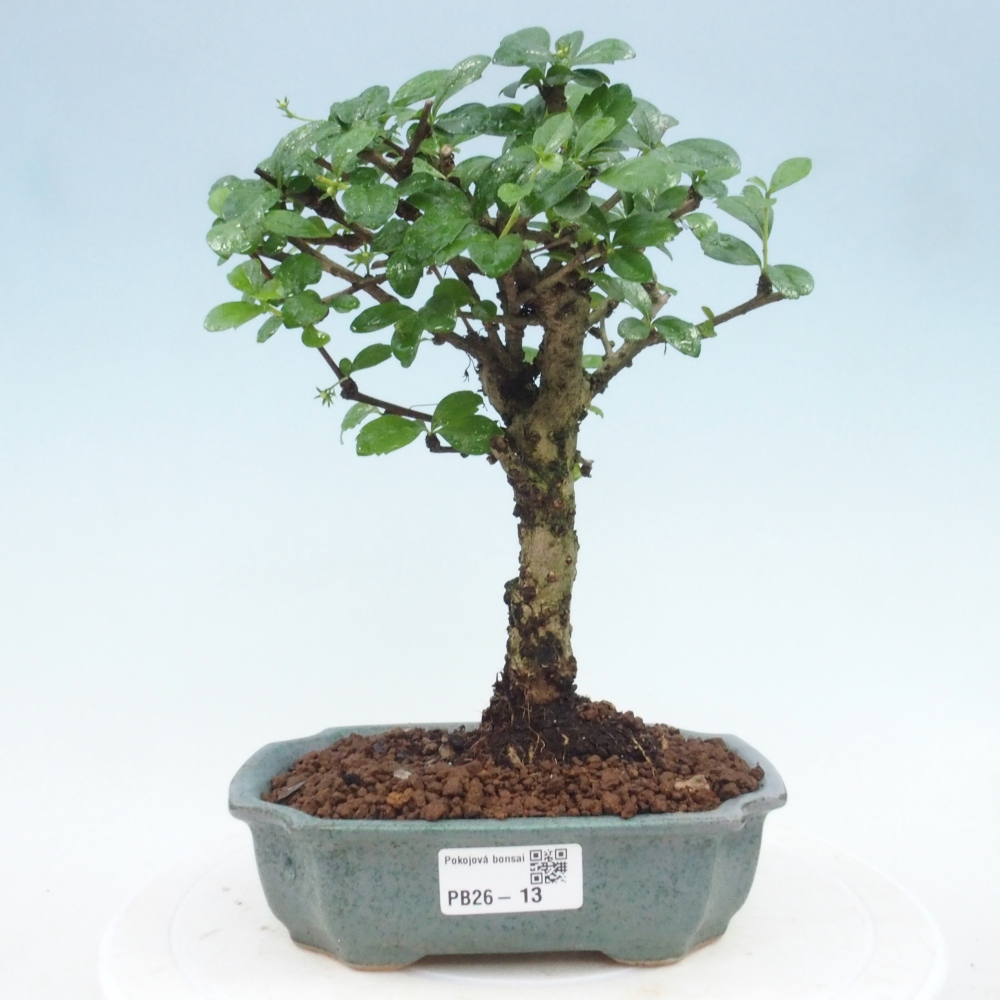 Zimmer-Bonsai - Carmona macrophylla - Tee-Fuki