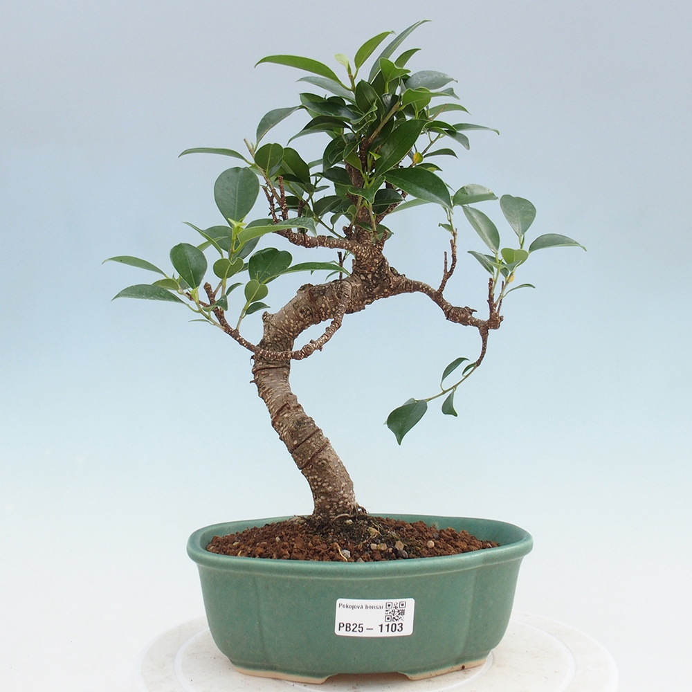 Indoor-Bonsai - Ficus retusa - kleiner Ficus