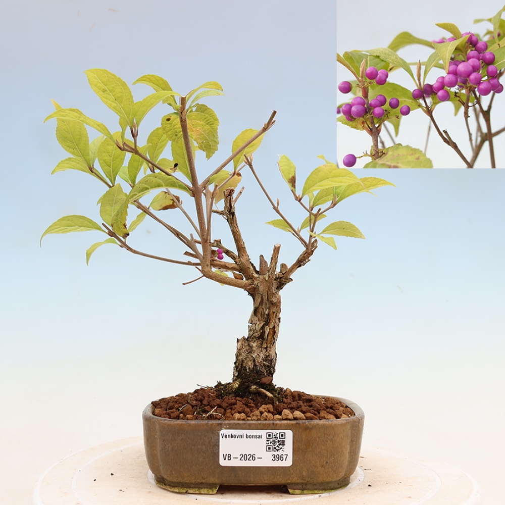 Outdoor-Bonsai - Callicarpa bodinierova Wucherung