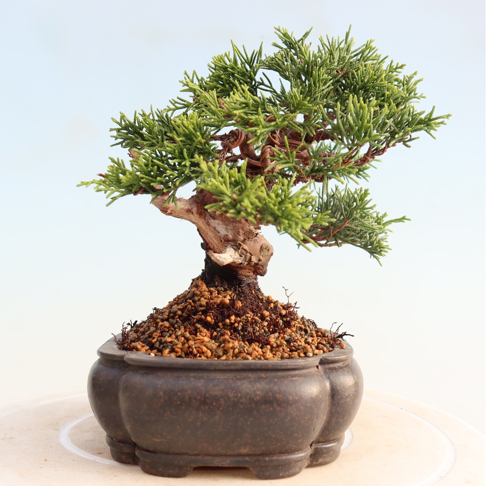Outdoor bonsai - Juniperus chinensis Itoigawa - Chinese juniper