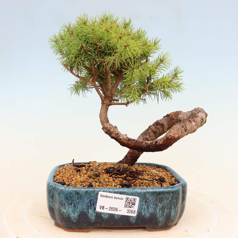 Bonsai für draußen - Fichte - Picea glauca globe