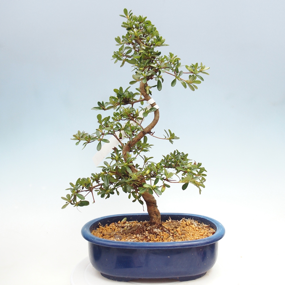Bonsai für draußen - Japanische Azalee - Azalee Asahi-no-izumi
