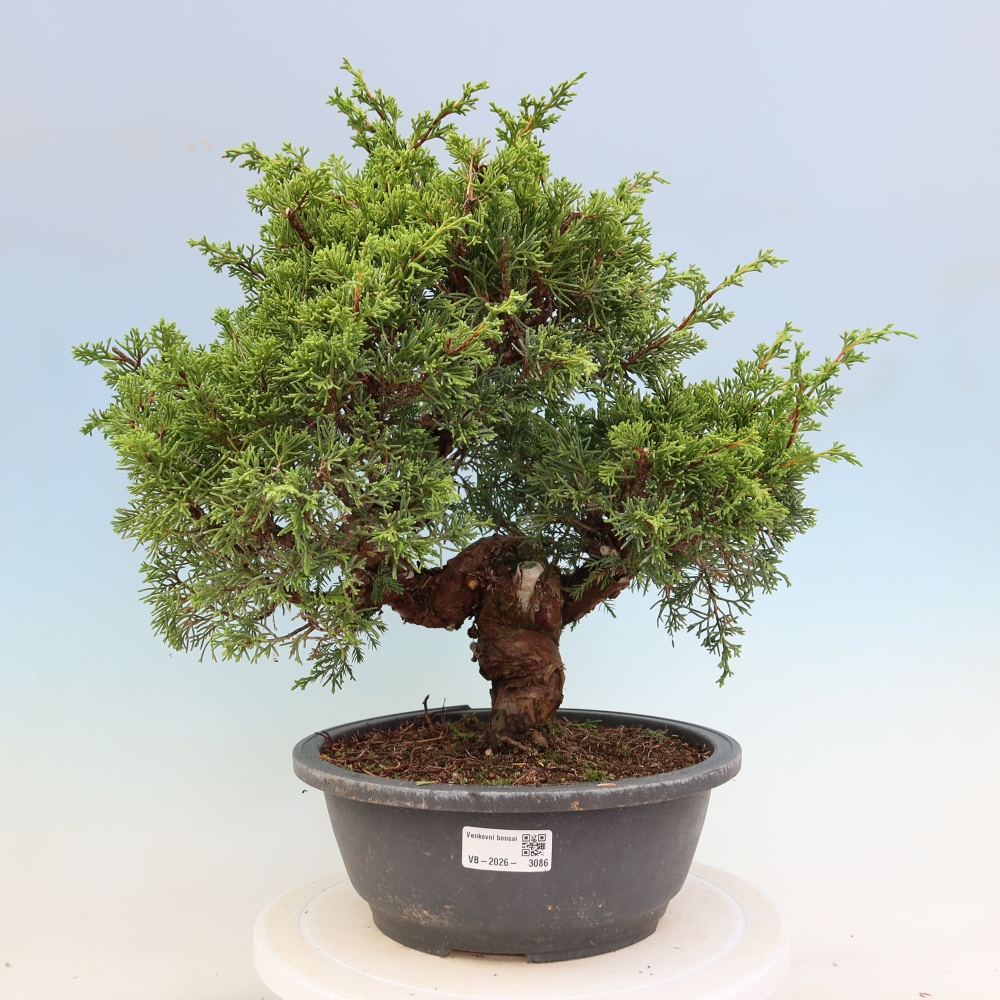 Bonsai für draußen - Juniperus chinensis Itoigawa-Juniperus chinensis