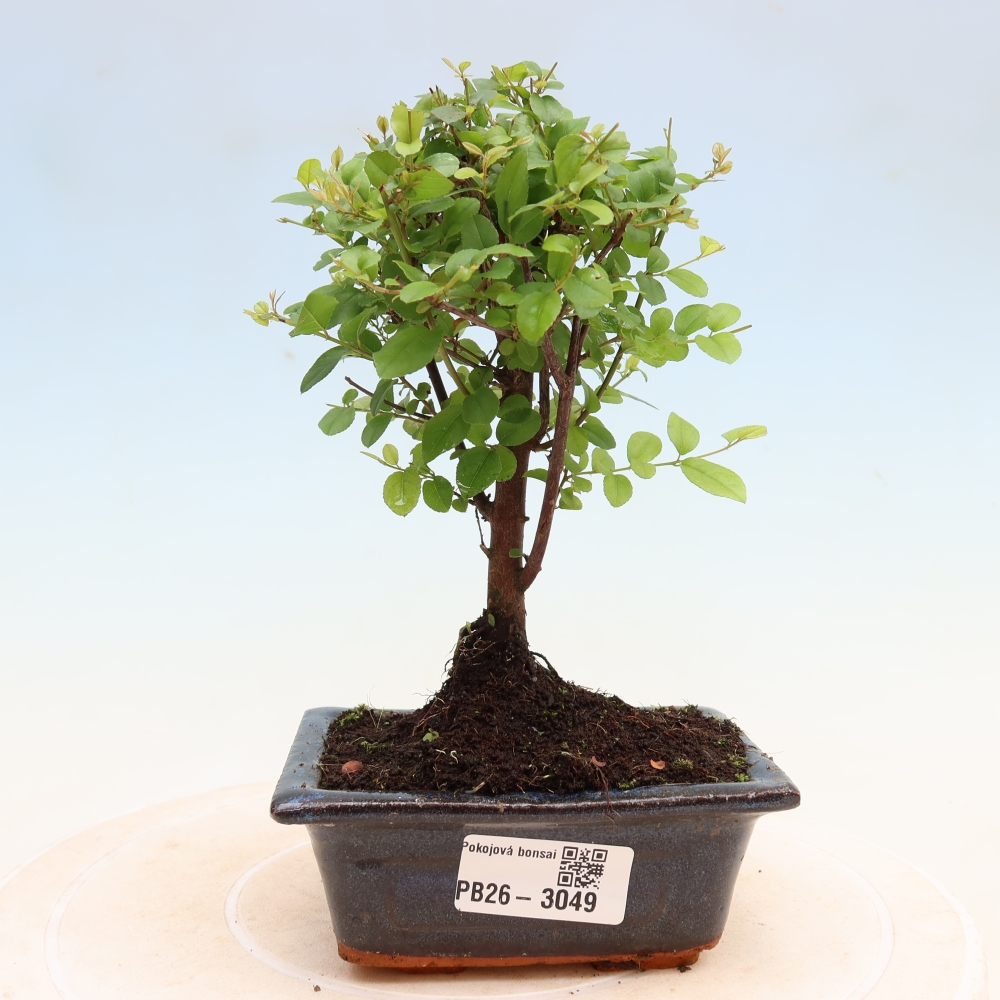 Zimmer Bonsai - Sageretia thea - Sageretia thea