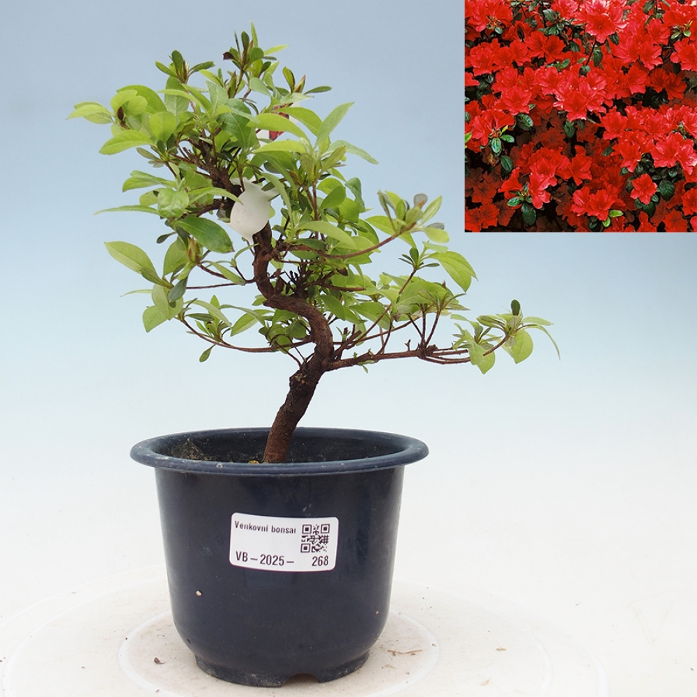 Bonsai im Freien - Japanische Azalee - Azalea Benibeni