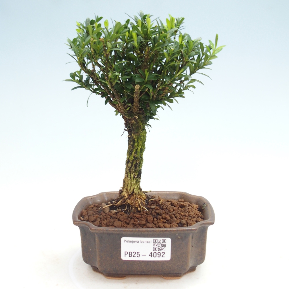 Zimmer Bonsai - Buxus harlandii - Korkbuxus