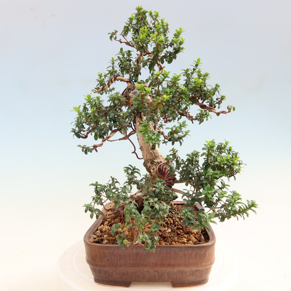 Zimmer Bonsai - Myrtus communis - Myrte