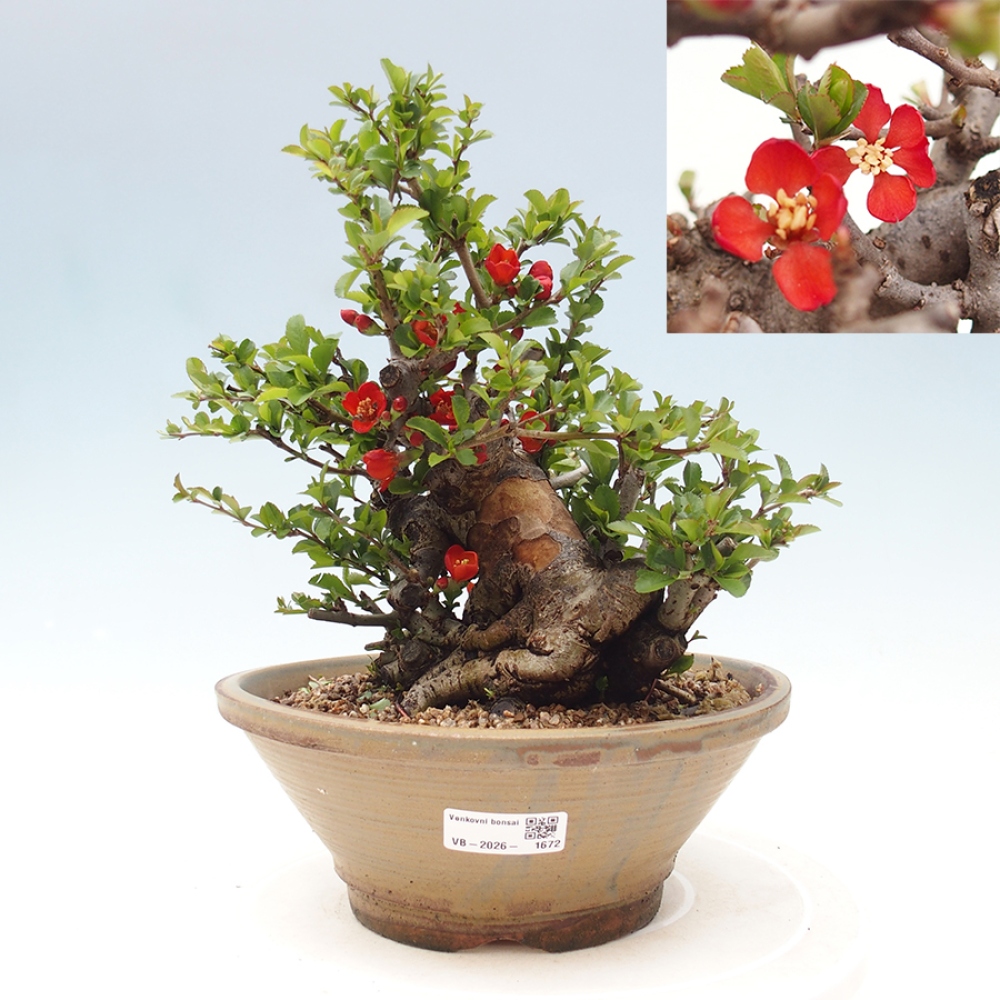 Bonsai für draußen - Chaneomeles speciosa - Quitte