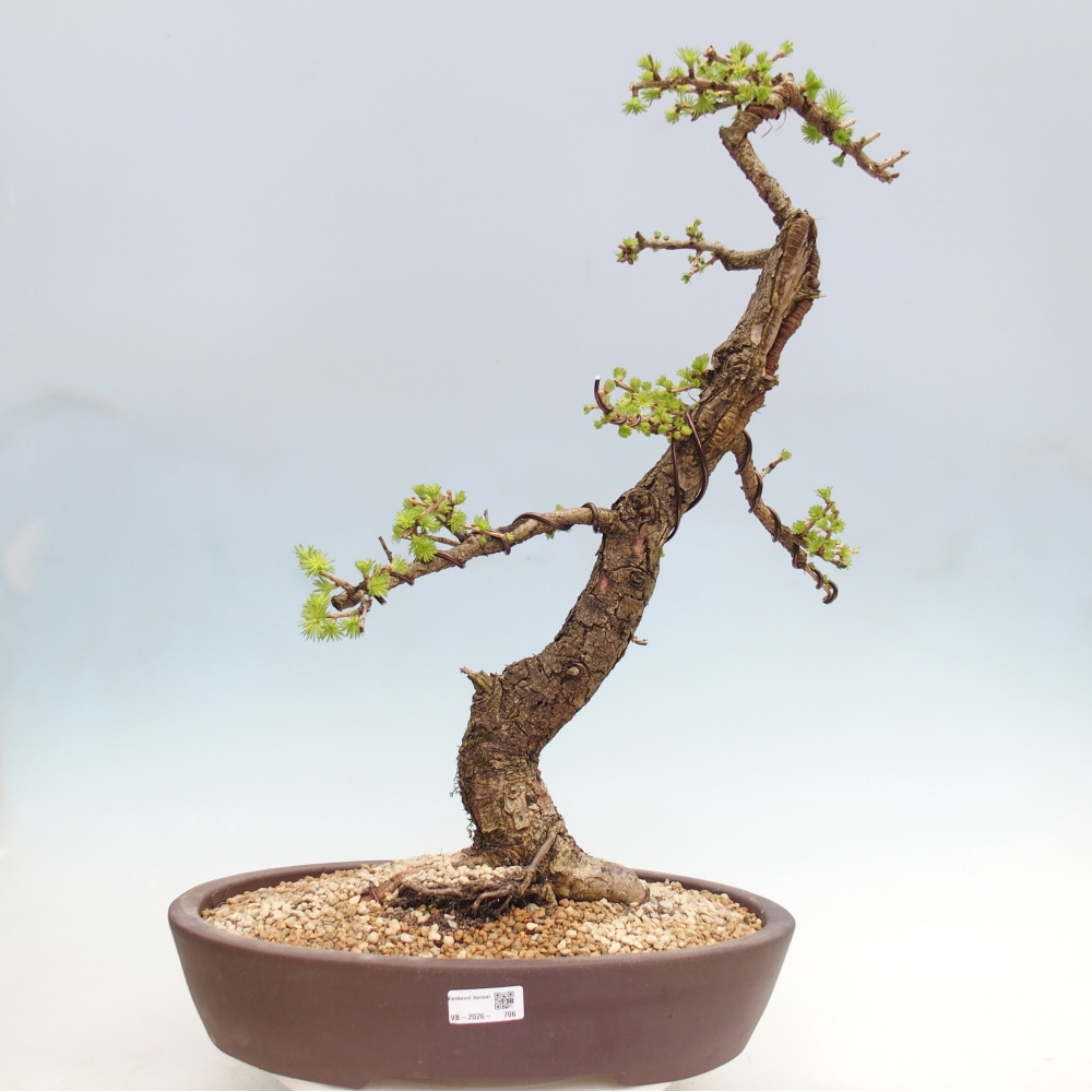 Outdoor-Bonsai -Larix decidua - Lärche - nur Palettentransport