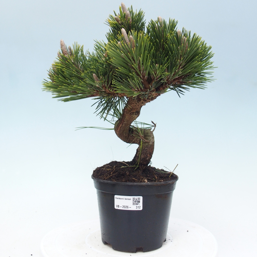 Bonsai für draußen - Pinus thunbergii senjyumaru - Thunberg-Kiefer