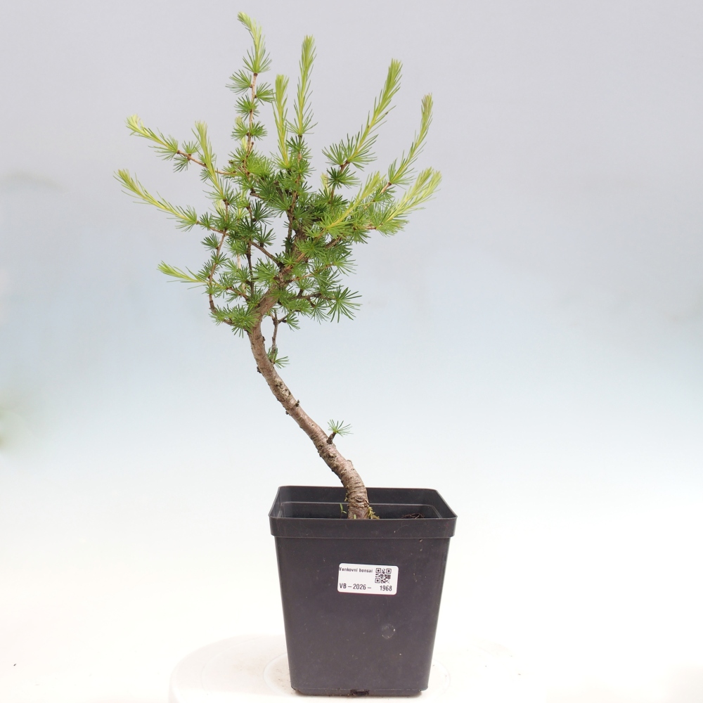 Bonsai für draußen -Larix decidua - Lärche