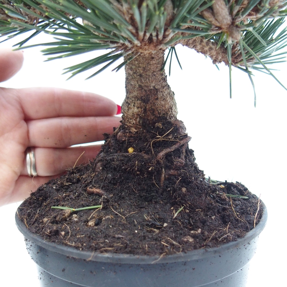 Bonsai für draußen - Pinus thunbergii senjyumaru - Thunberg-Kiefer