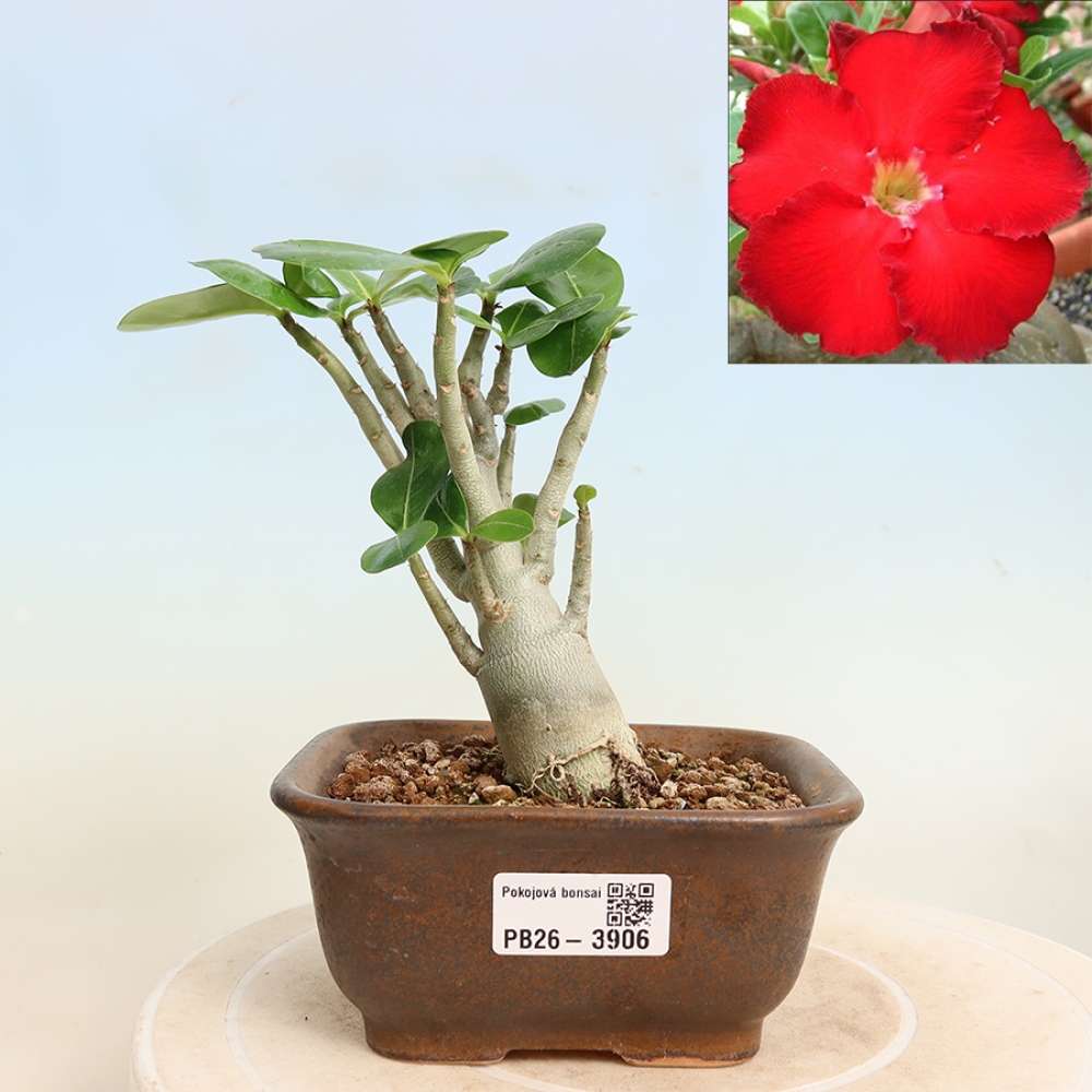 Zimmerbonsai – Adenium obesum „Red Star“ – Wüstenrose