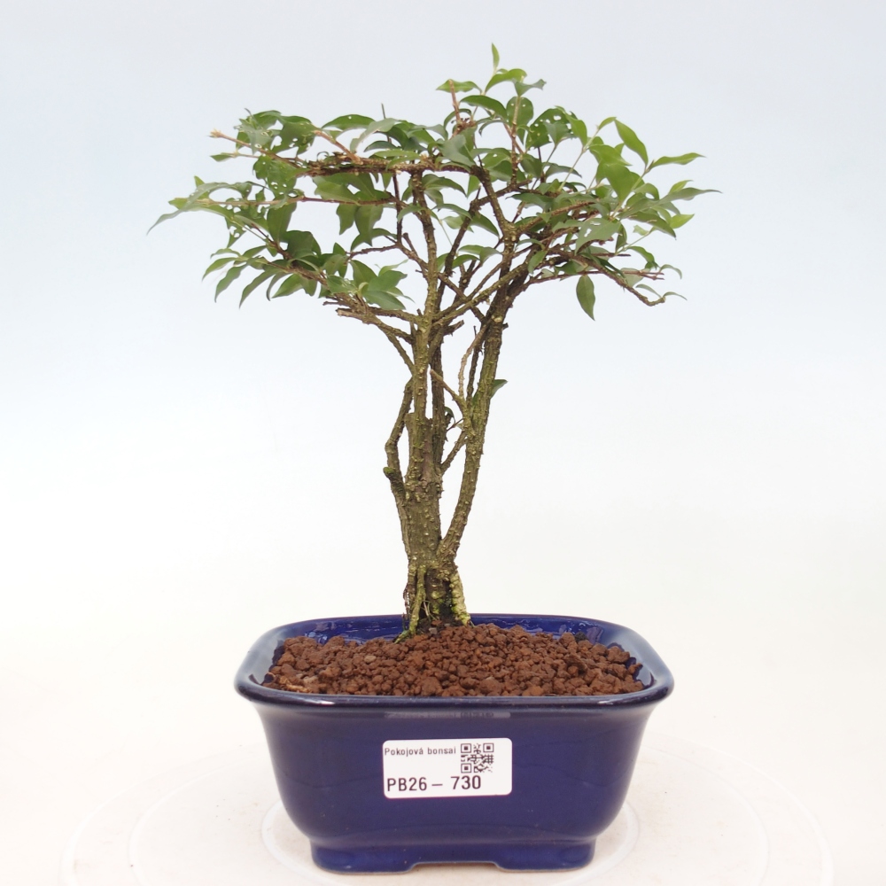 Zimmerbonsai - Malpighia coccigera - Barbdor-Kirsche