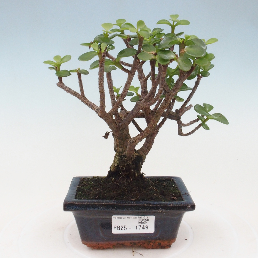 Zimmerbonsai - Portulakaria Afra - Tlustice