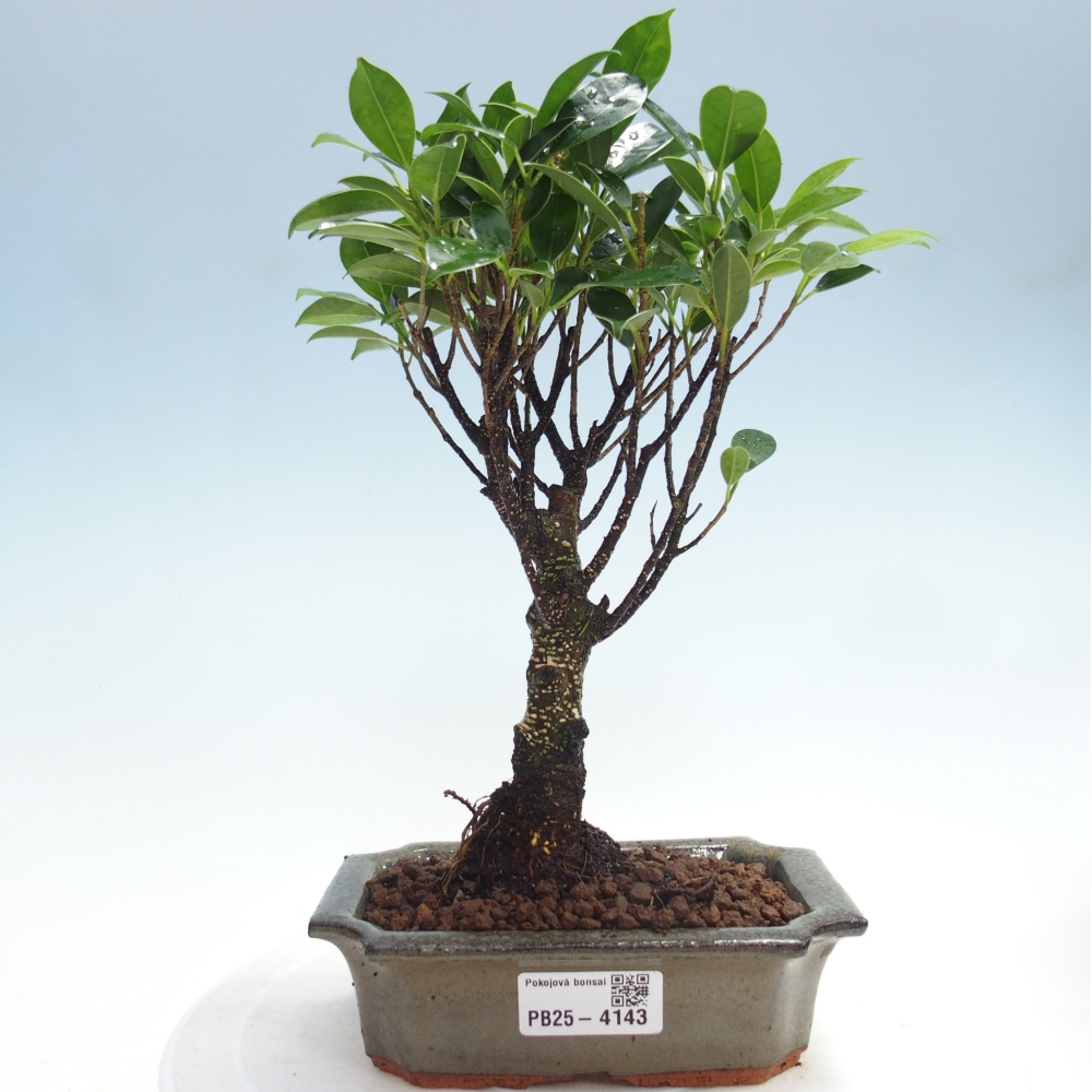 Zimmerbonsai - Ficus retusa - Kleinblättriger Ficus