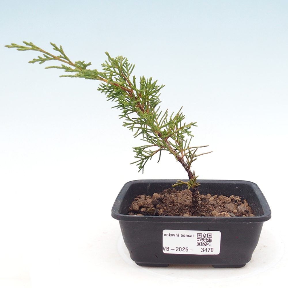 Bonsai für draußen - Juniperus chinensis Itoigawa