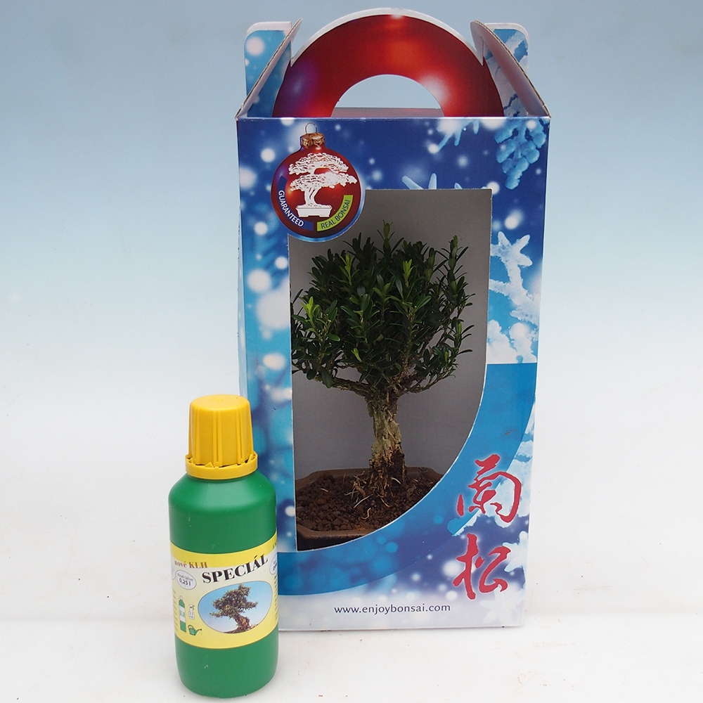 Zimmerbonsai im Geschenkkarton Buxus harlandii - Korkbuxus