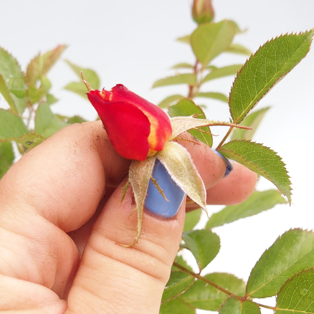 Freilandbonsai - Rosa Kordes -  Rose