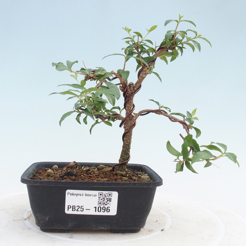 Zimmerbonsai - Malpighia coccigera - Barbdor-Kirsche