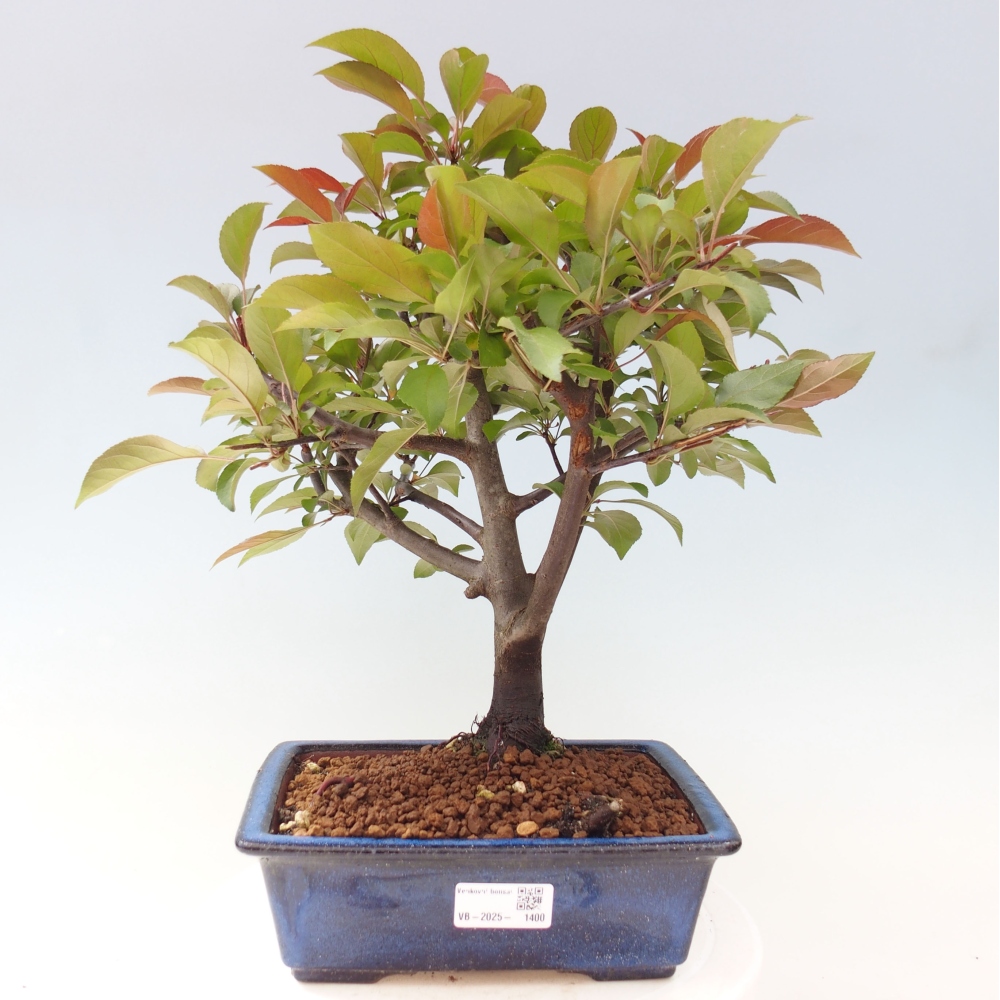 Freilandbonsai - Malus Domestica - Kleinfruchtiger rotblättriger Apfelbaum