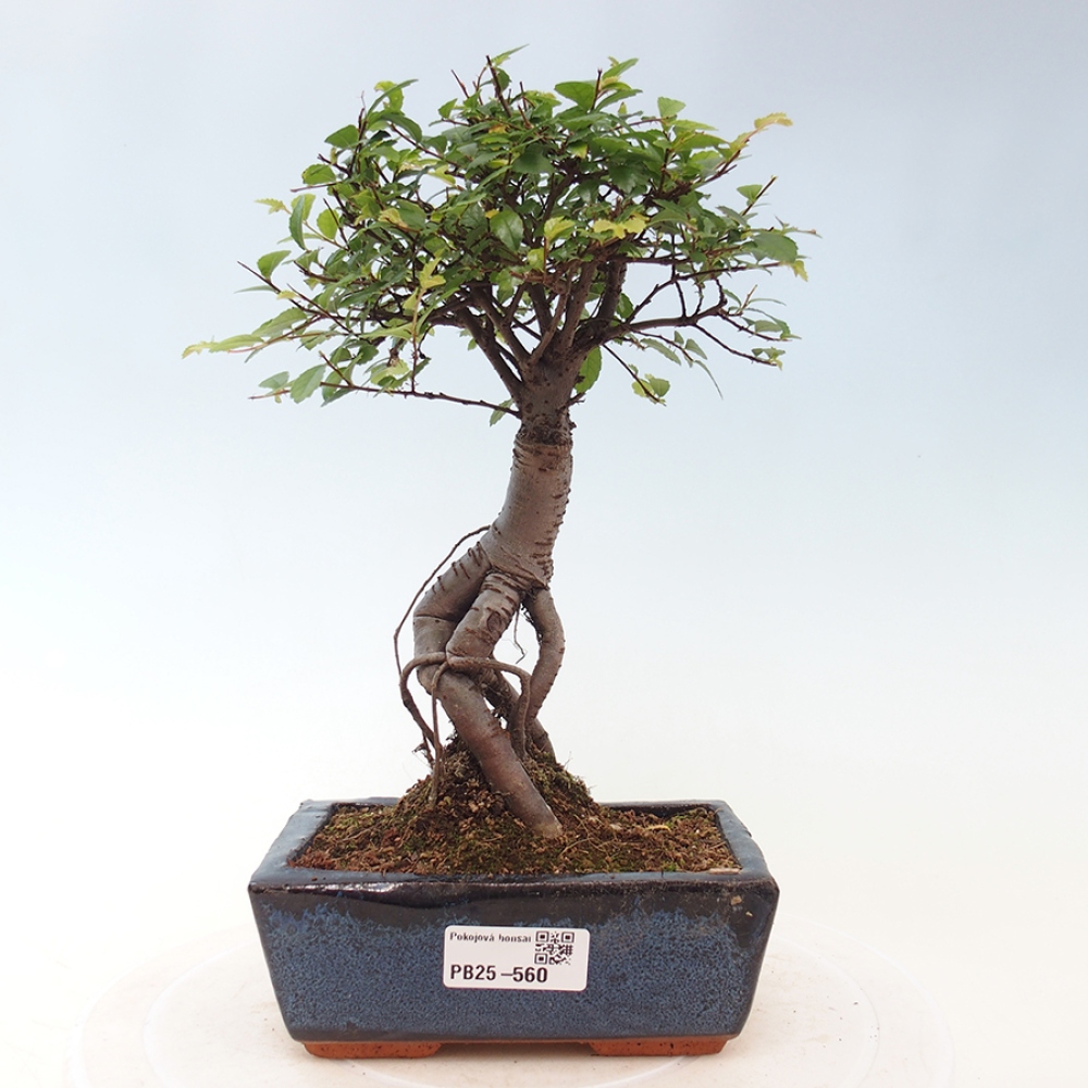 Zimmerbonsai - Ulmus parvifolia - Kleinblättrige Ulme