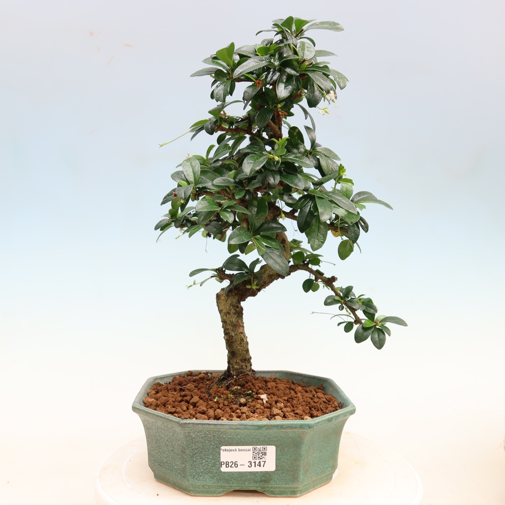 Zimmer-Bonsai - Carmona macrophylla - Tee-Fuki