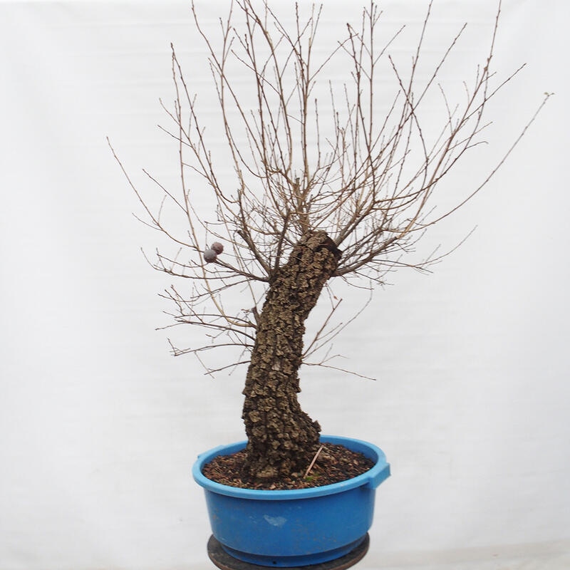 Yamadori - Quercus Ilex - Steineiche