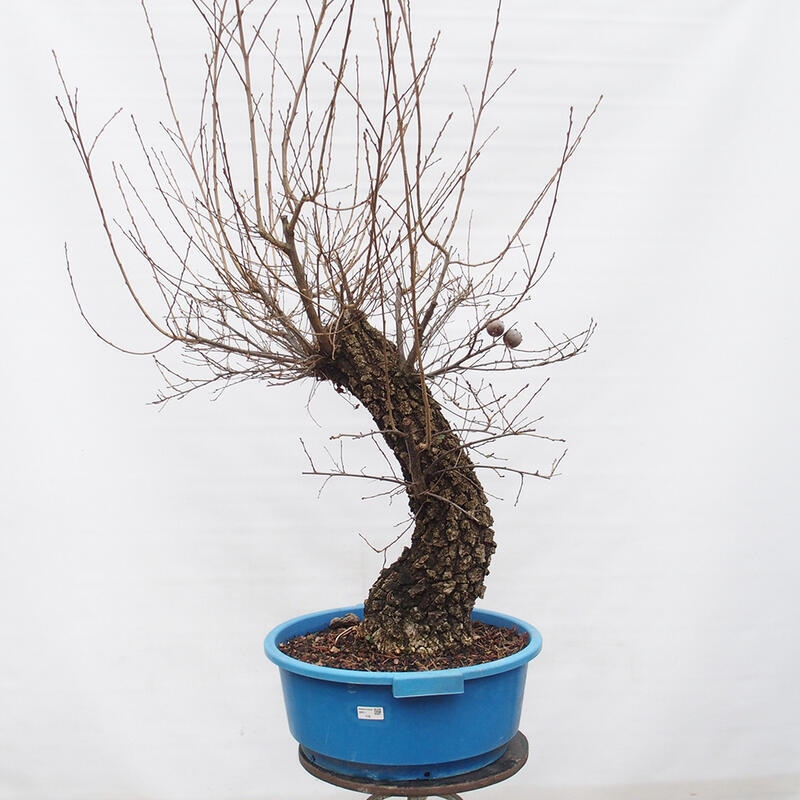 Yamadori - Quercus Ilex - Steineiche