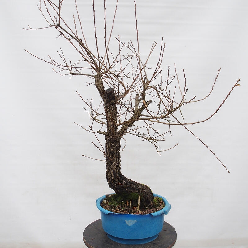 Yamadori - Quercus Ilex - Steineiche