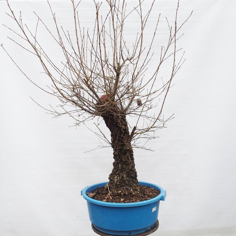Yamadori - Quercus Ilex - Steineiche