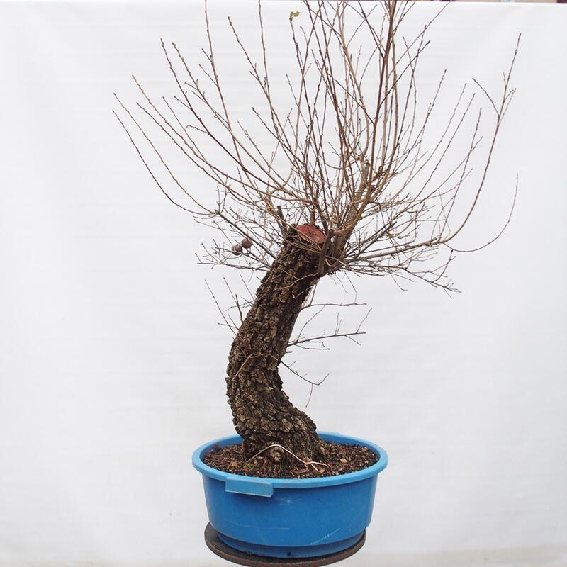 Yamadori - Quercus Ilex - Steineiche