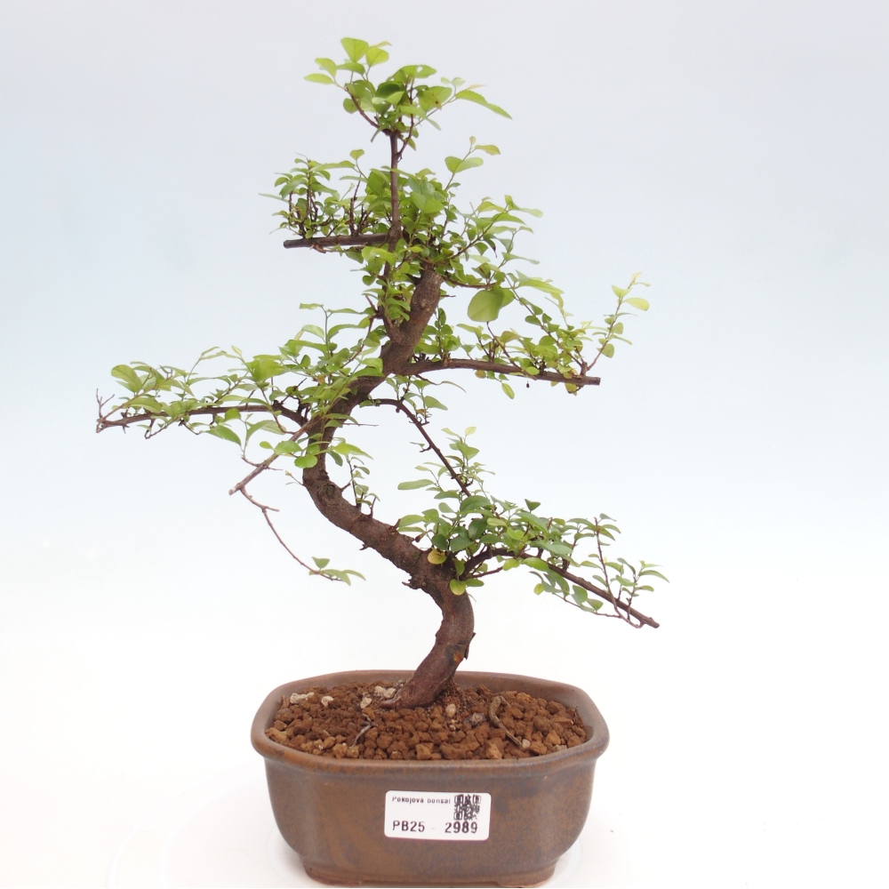 Zimmerbonsai - Sagerécie thea - Sagerécie thea