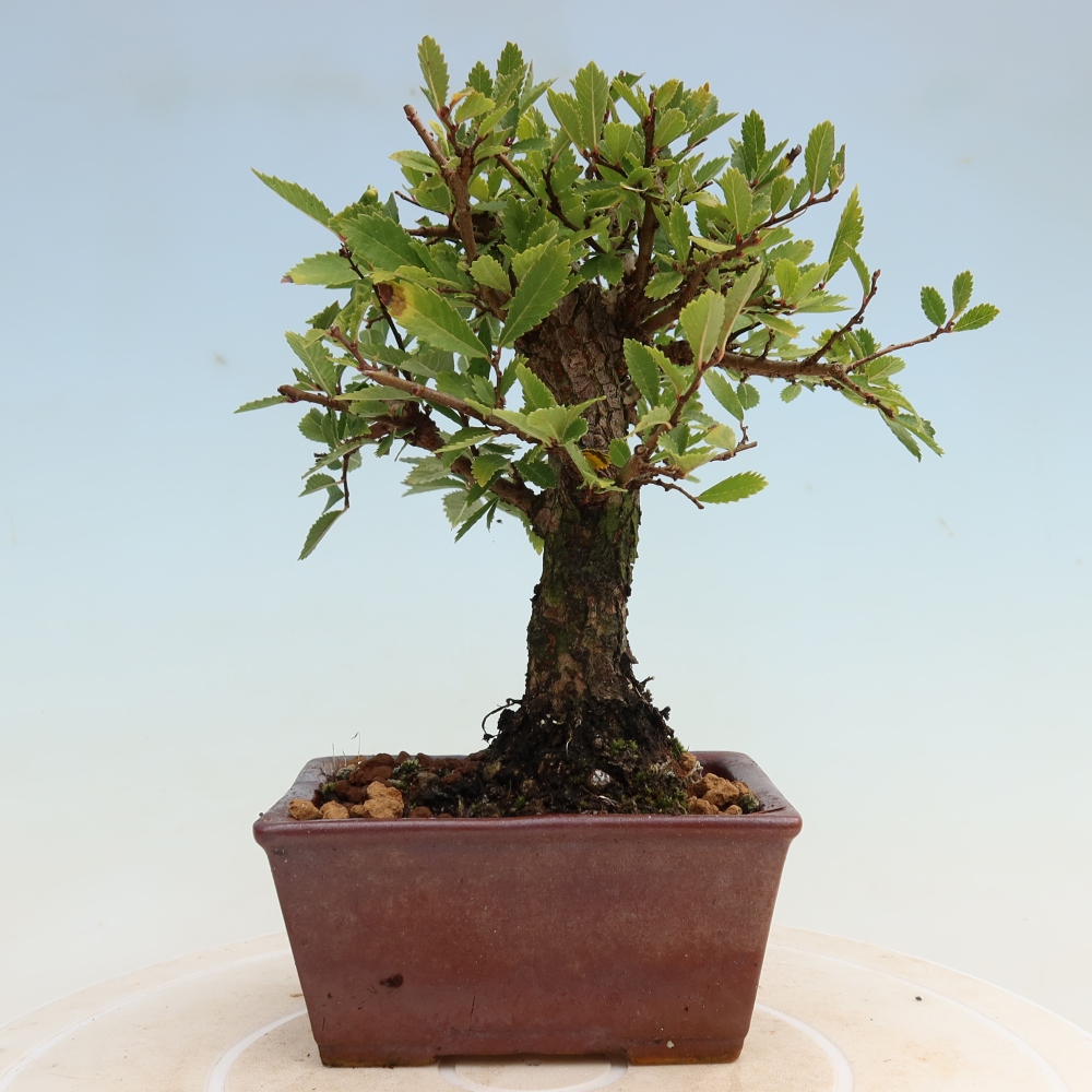 Bonsai für draußen - Zelkova - Zelkova NIRE