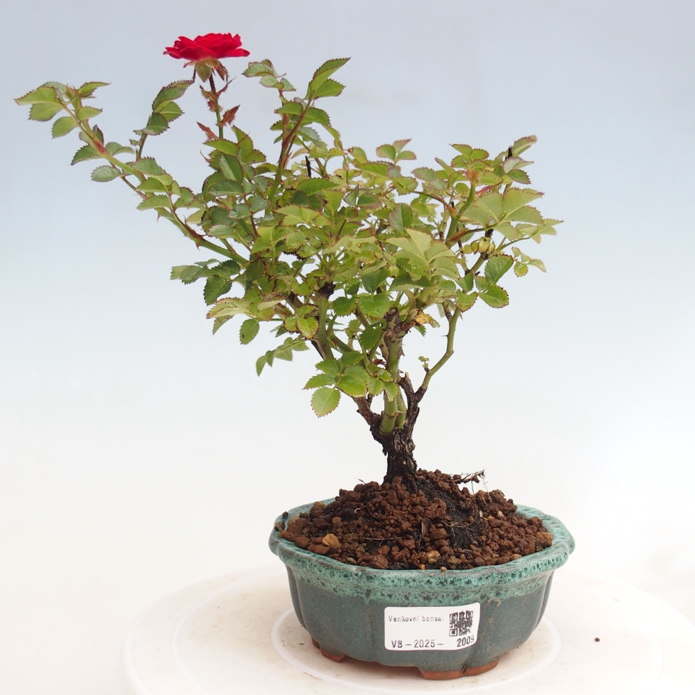 Freilandbonsai - Rosa Kordes -  Rose