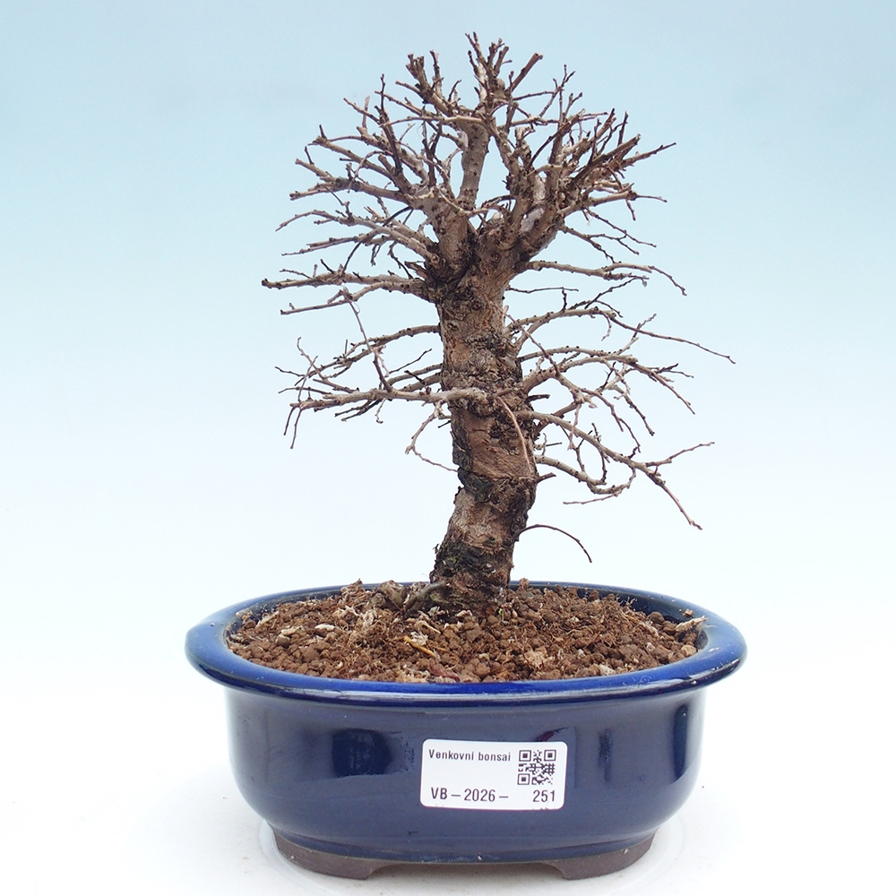 Bonsai für draußen - Zelkova - Zelkova NIRE