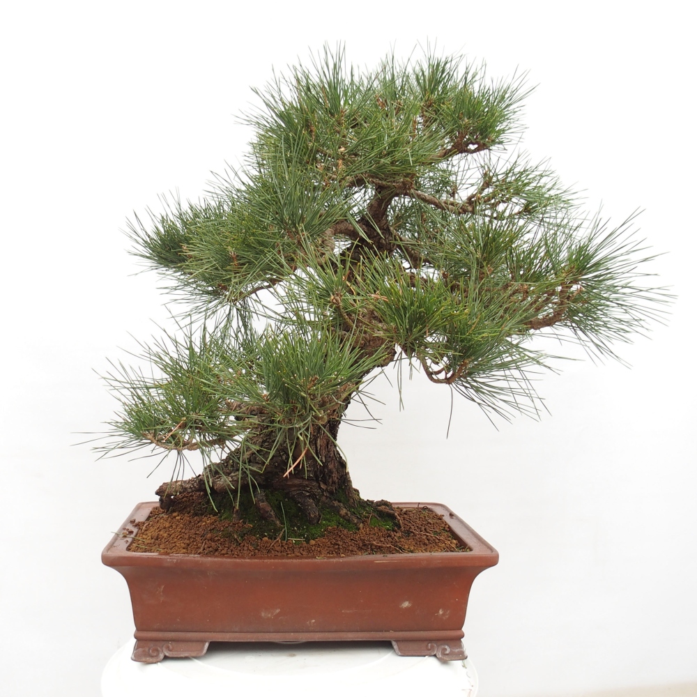 Outdoor-Bonsai - Pinus thunbergii - Thunbergkiefer