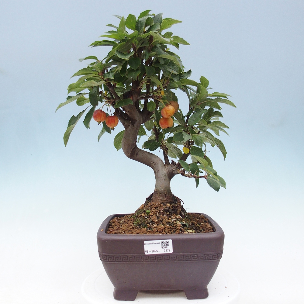 Bonsai im Freien - Malus halliana - Kleinfruchtiger Apfelbaum