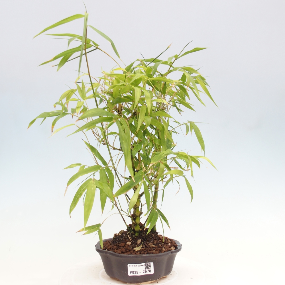 Zimmerbonsai - Bambus-Buddha-Bambus-Buddha-Bauch