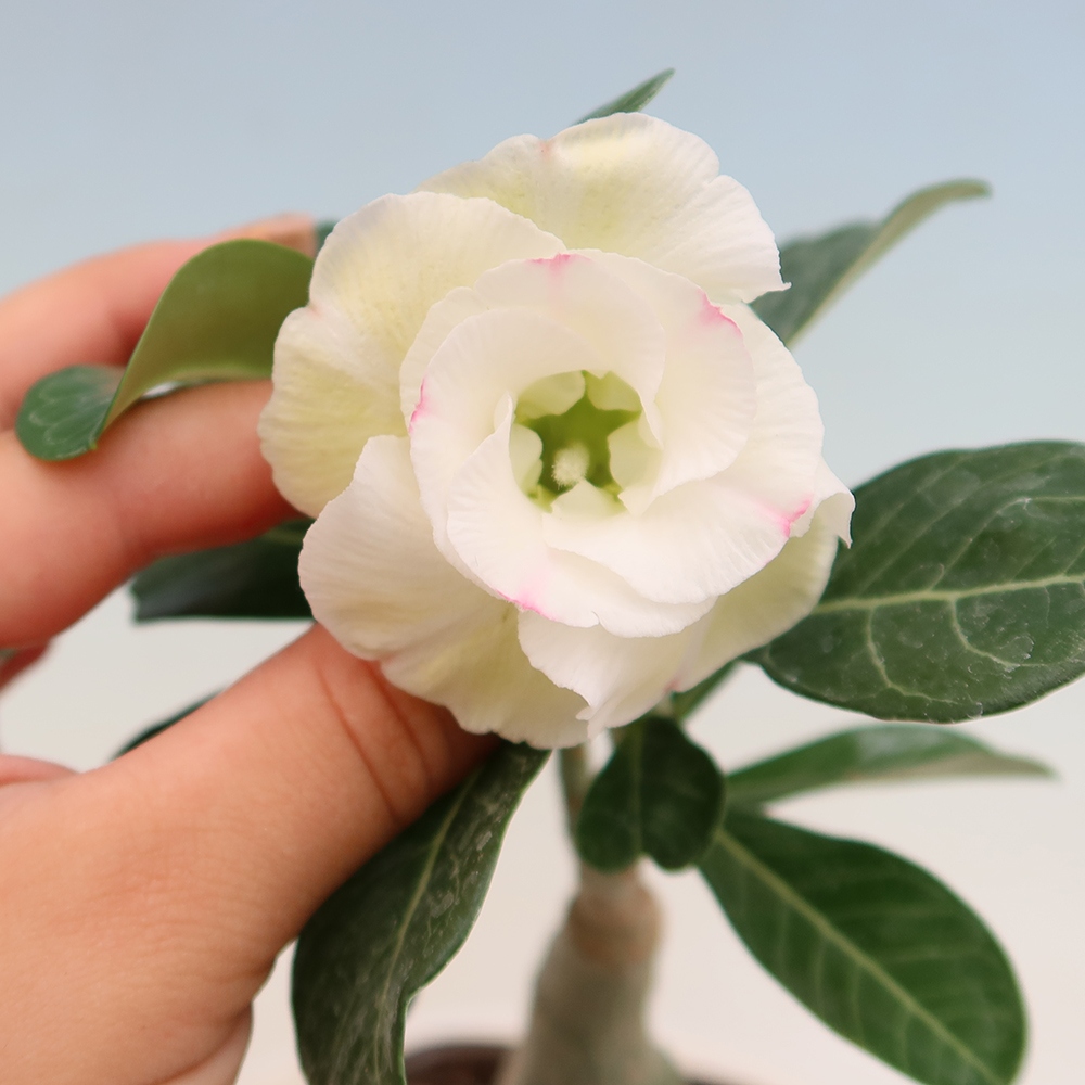 Zimmerbonsai – Adenium obesum, veredelt, V.F.S.407 – Wüstenrose