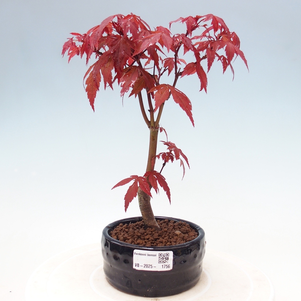 Bonsai im Freien - Acer-Palme. Atropurpureum-Palmenblatt-Ahorn