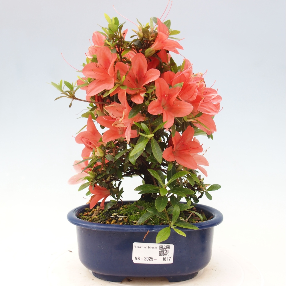 Bonsai im Freien - Japanische Azalee - Azalea Nikko