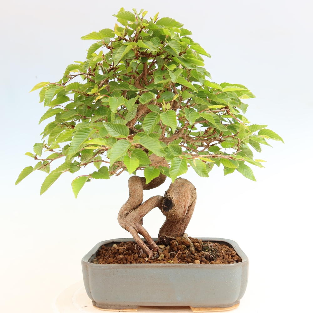 Bonsai für draußen - Karpinus Coreana - Koreanische Hainbuche