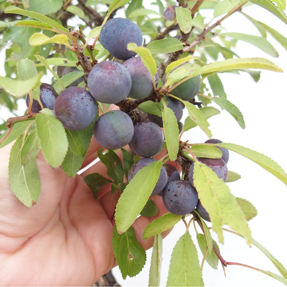 Outdoor-Bonsai - Prunus spinosa - Schwarzdorn