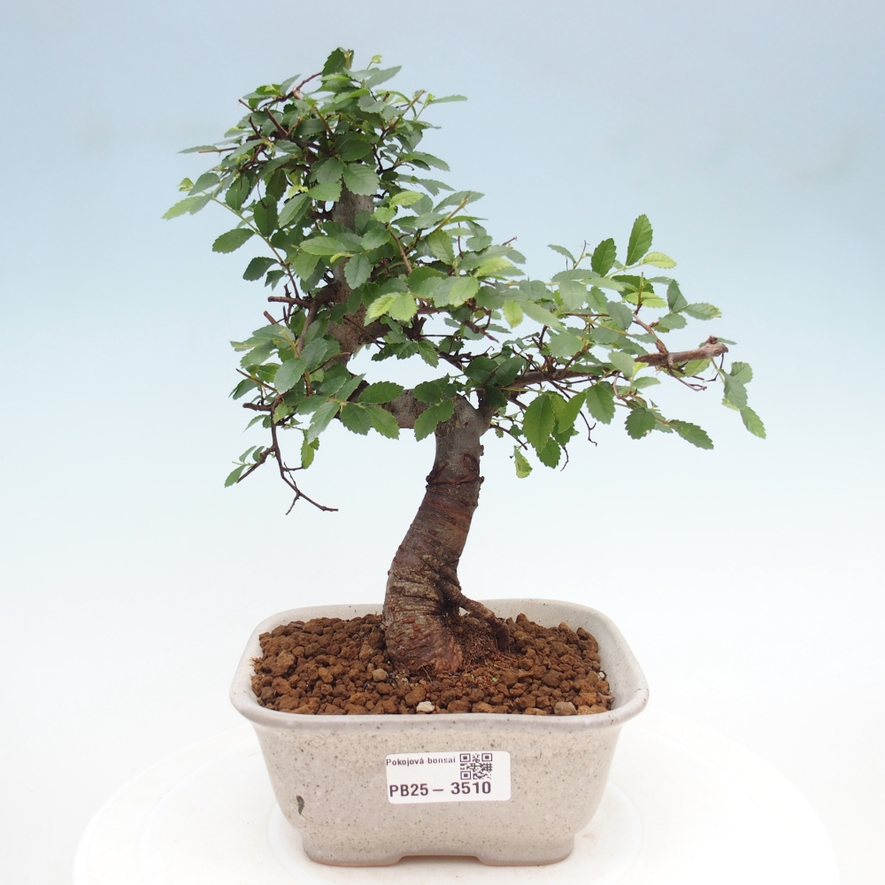 Zimmerbonsai - Ulmus parvifolia - Kleinblättrige Ulme