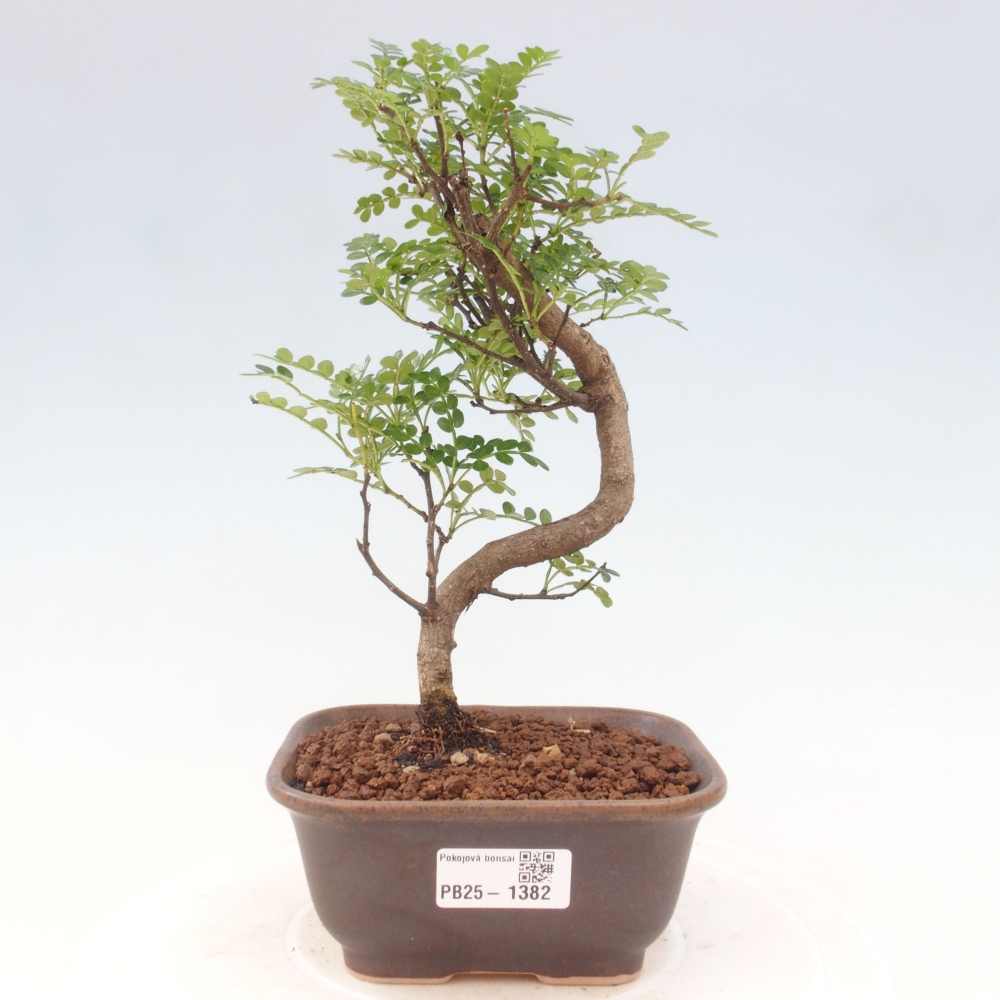 Indoor-Bonsai - Zantoxylum piperitum - Pfefferminze