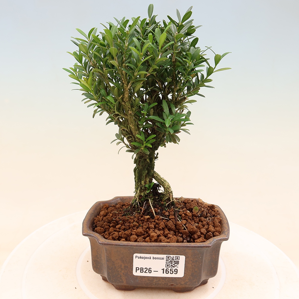 Zimmer Bonsai - Buxus harlandii - Korkbuxus