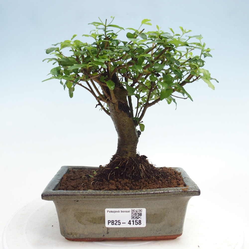 Zimmer Bonsai -Ligustrum chinensis - Vogelschnabel