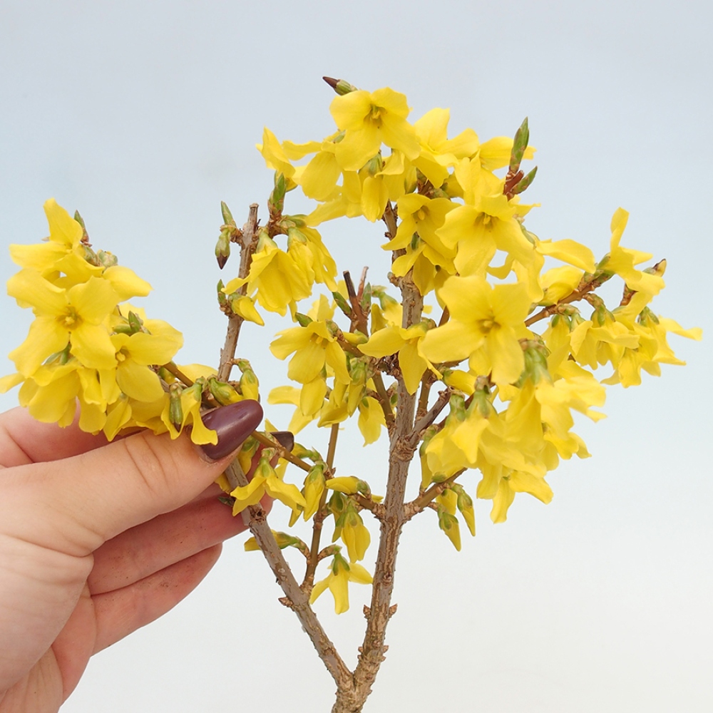 Bonsai im Freien - Forsythie - Forsythia intermedia 