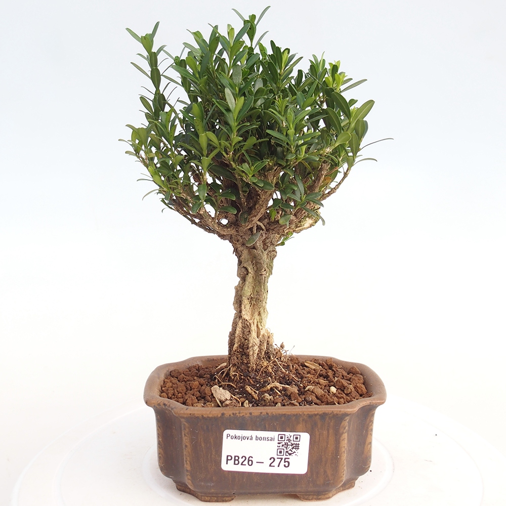 Zimmer Bonsai - Buxus harlandii - Korkbuxus